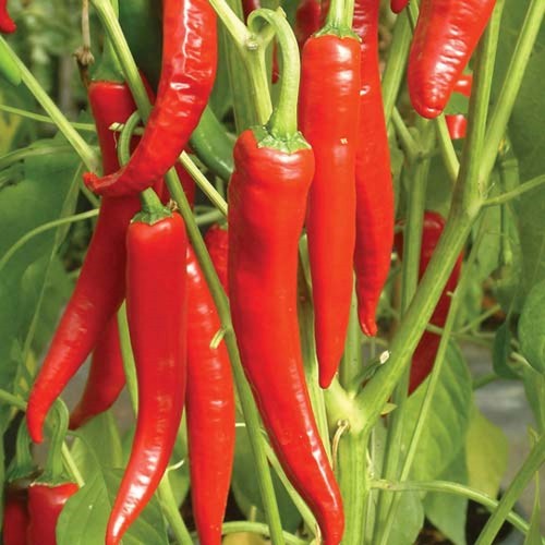 Capsicum frutescens 'Krasni Drakon' - Kibepipar 'Krasni Drakon' C1/1L Capsicum frutescens 'Krasni Drakon' - Kibepipar 'Krasni Drakon' C1/1L